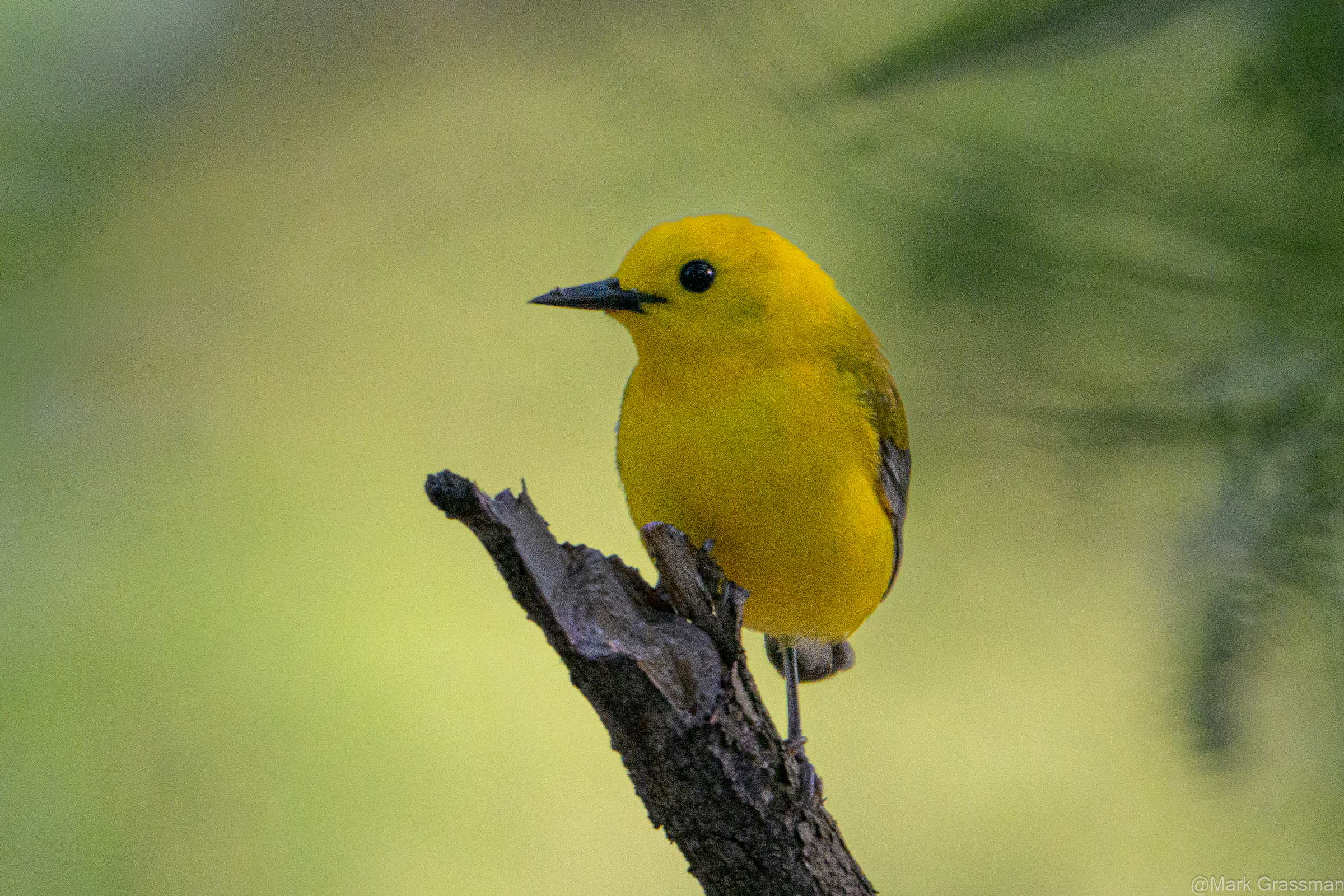 Prothonotary Warbler