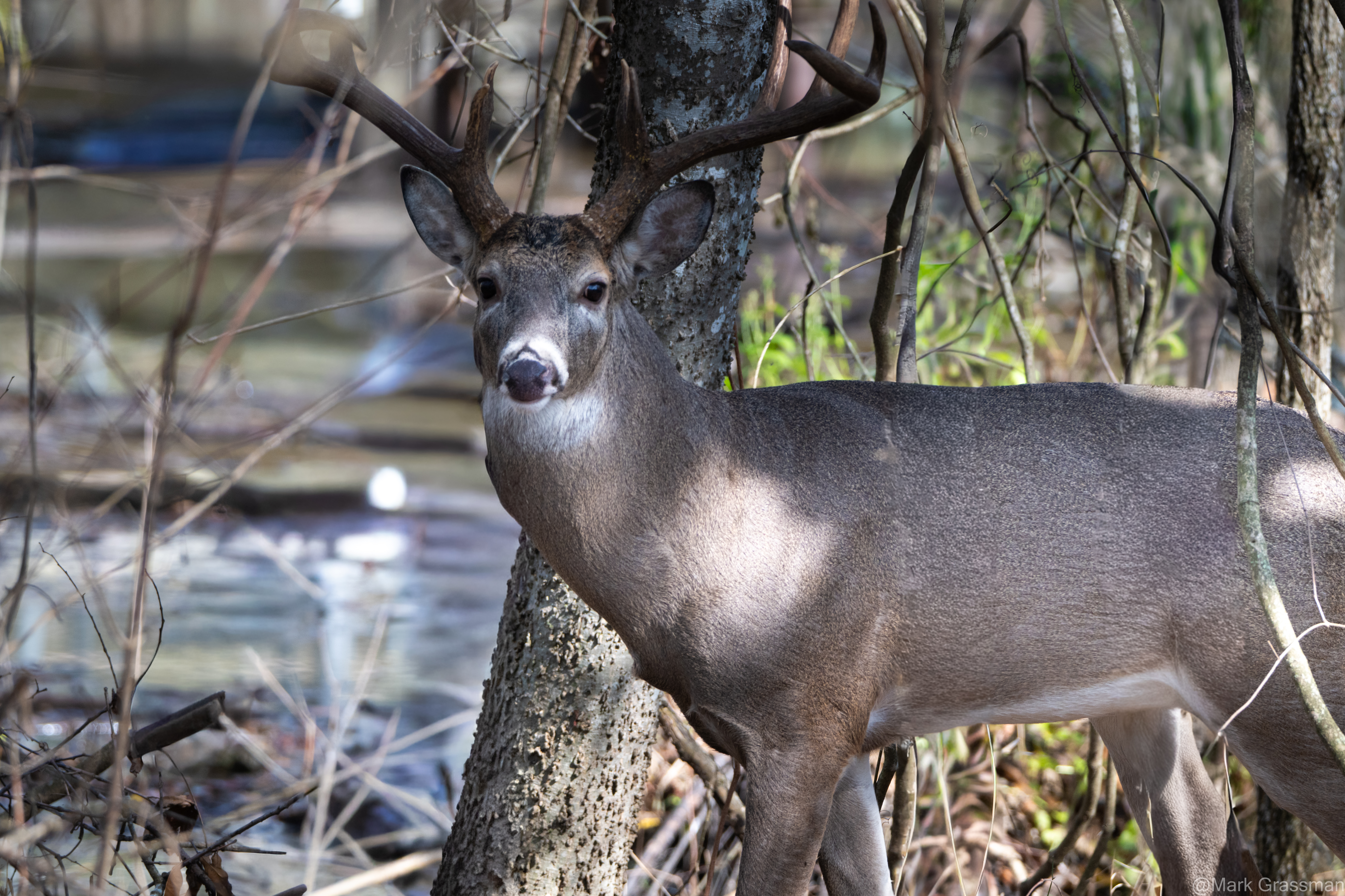 White-tailed Buck
