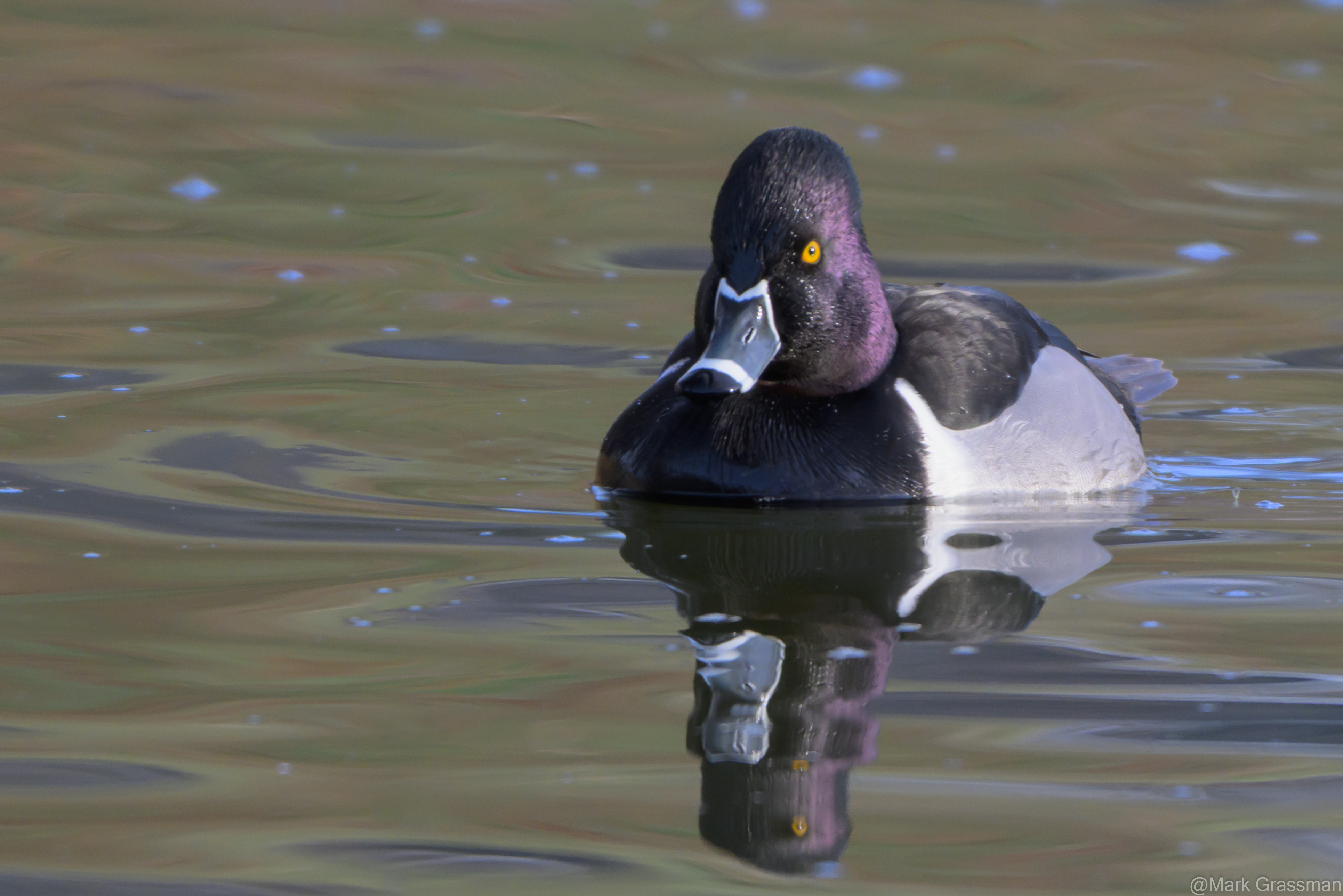 Ring-Necked Duck