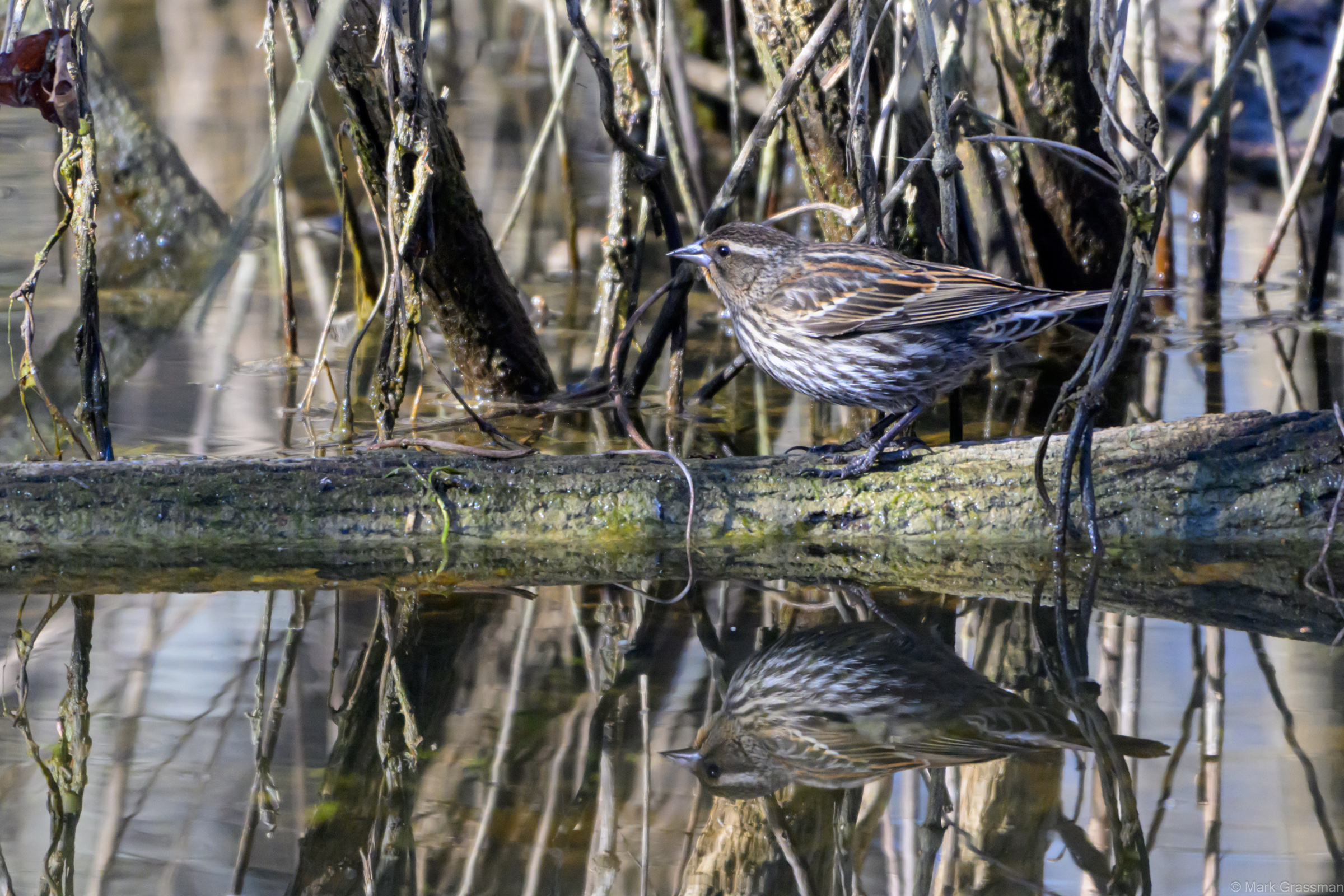 Red-Winged Blackbird Female