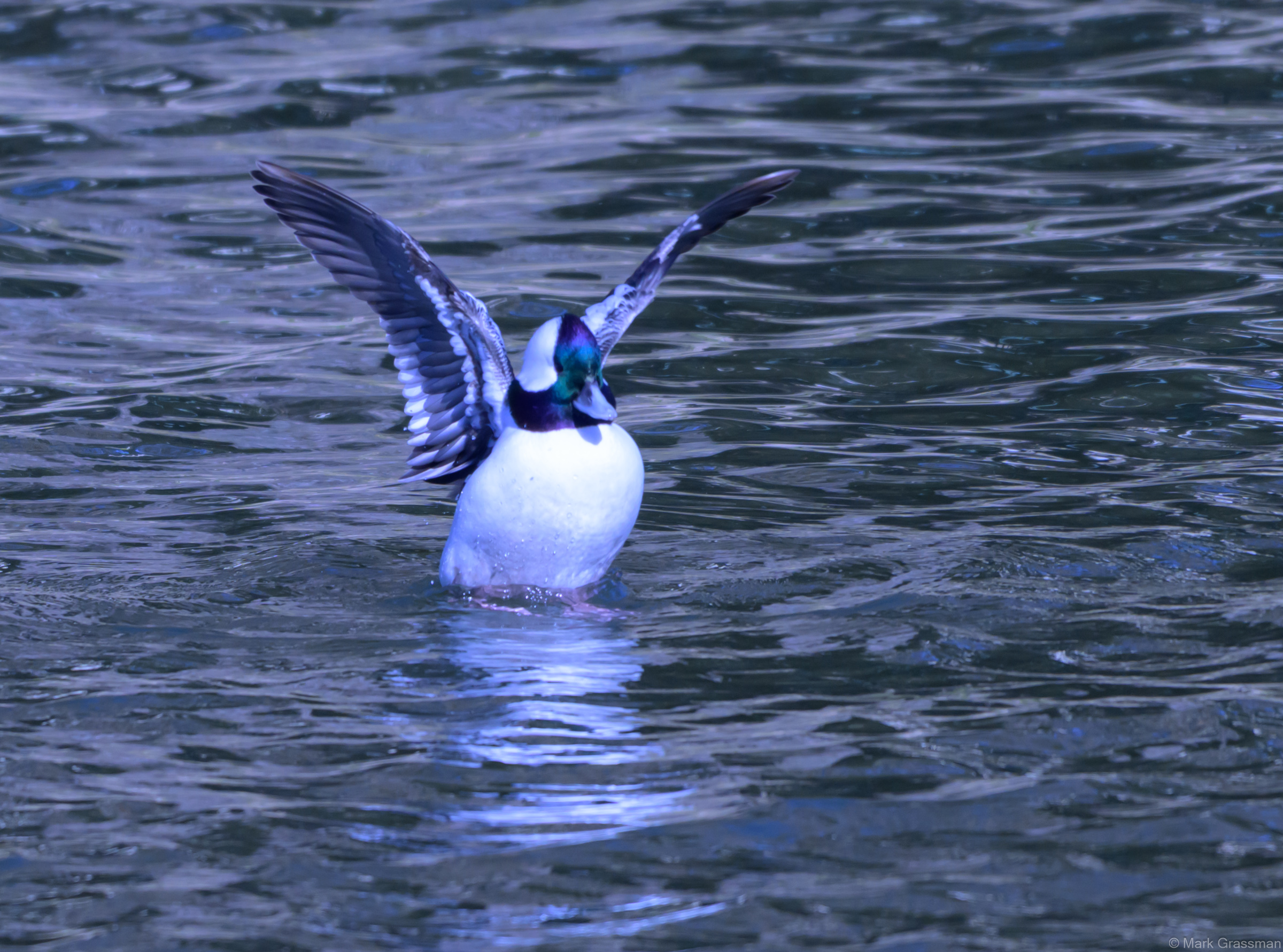 Bufflehead