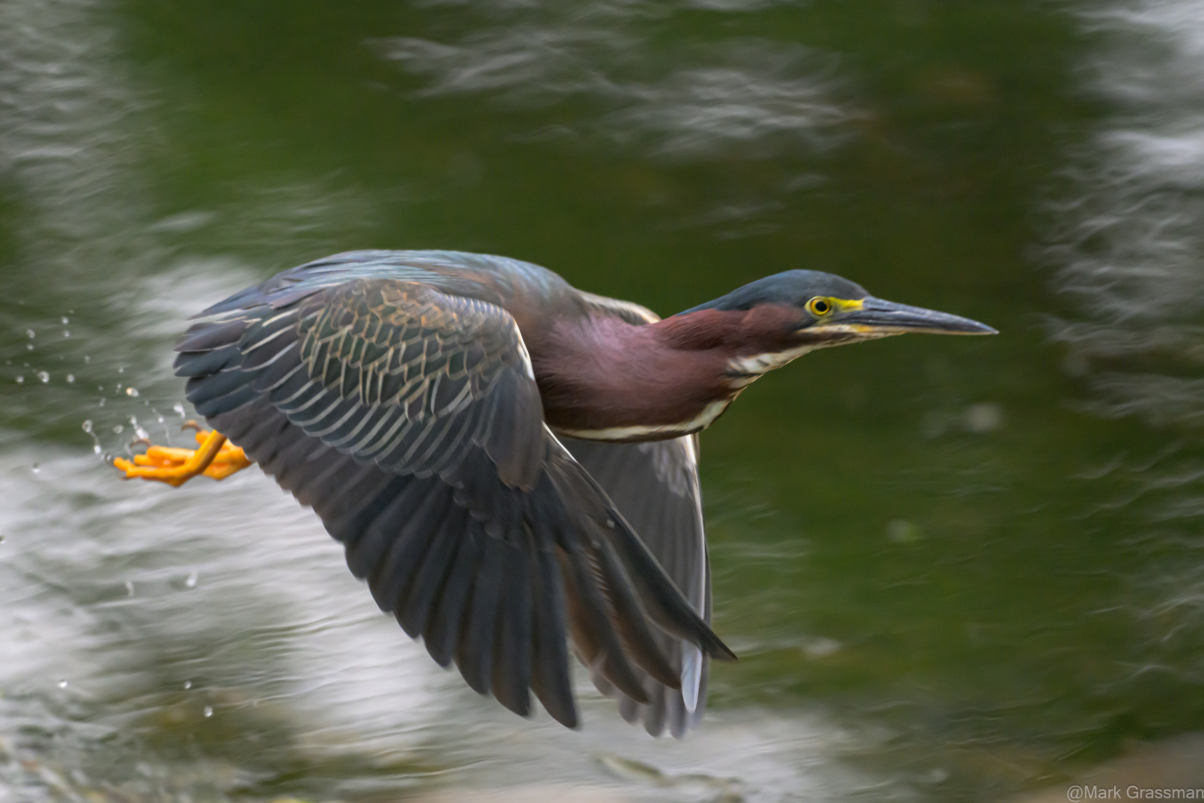 Green Heron
